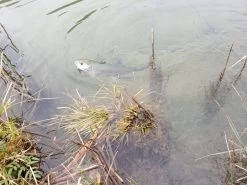 Winston PURE Fly Rod -Vissen Winkel 20190402 13083620medium