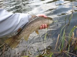 Winston PURE Fly Rod -Vissen Winkel 20190402 16132320medium