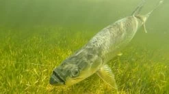 Cortland Liquid Crystal Tarpon Taper Fly Line -Vissen Winkel Cortland Liquid Crystal Tarpon Taper Fly Line D34003 XX tarpontaper34 1200x