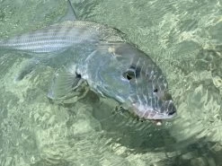 Cortland Liquid Crystal Flats Taper Floating Fly Line -Vissen Winkel Cortland liquid Crystal Flats Taper Fly Line D340032 XX flatst3 1200x